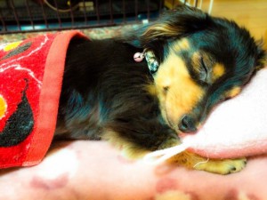 枕で寝る犬